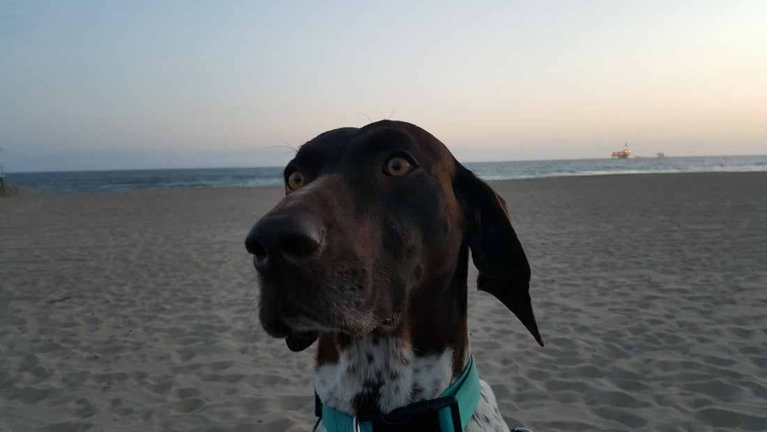 Men's best friend - Cookie, my GSP!