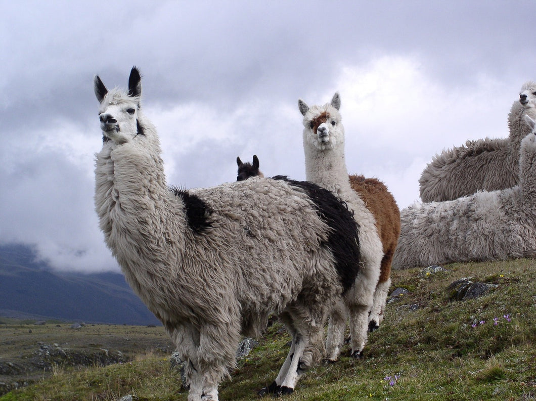 Ecuador - From Andean Peaks to Amazonian Depths: A 10 Day Itinerary to Camping, Surfing, Climbing, Hiking, and Zip-Lining