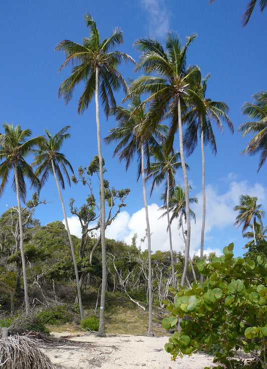 Aventura por Martinica Un itinerario de 10 días para acampar, surfear, escalar, hacer senderismo y hacer tirolesa